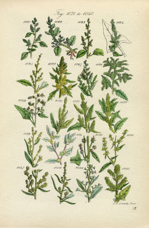 Antique Botanical Print of Wild Flowers, 1914 John Sowerby Red Goosefoot, Wild Spinach, Hand-Coloured Flower Plate (1021 to 1040)