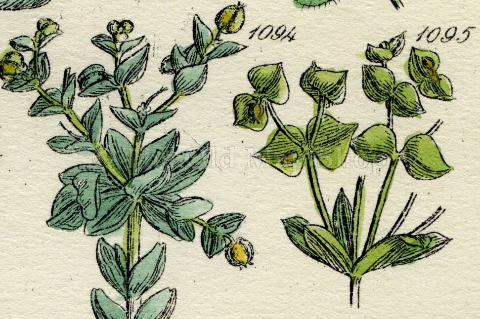Antique Botanical Print of Wild Flowers, 1914 John Sowerby Coral Spurge, Asarabacca, Mercury, Hand-Coloured Flower Plate (1081 to 1100)