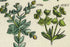 Antique Botanical Print of Wild Flowers, 1914 John Sowerby Coral Spurge, Asarabacca, Mercury, Hand-Coloured Flower Plate (1081 to 1100)