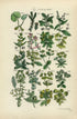 Antique Botanical Print of Wild Flowers, 1914 John Sowerby Coral Spurge, Asarabacca, Mercury, Hand-Coloured Flower Plate (1081 to 1100)