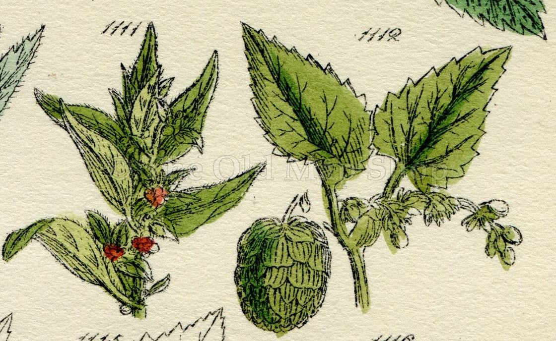 Antique Botanical Print of Wild Flowers, 1914 John Sowerby Elm, White Birch, Nettle, Starwort, Hand-Coloured Flower Plate (1101 to 1120)