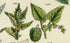 Antique Botanical Print of Wild Flowers, 1914 John Sowerby Elm, White Birch, Nettle, Starwort, Hand-Coloured Flower Plate (1101 to 1120)