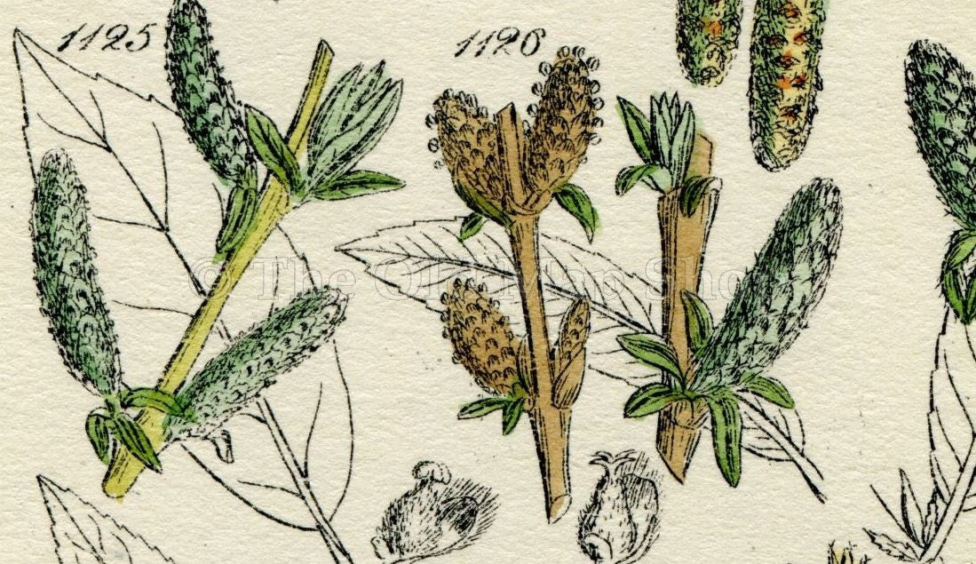 Antique Botanical Print of Wild Flowers, 1914 John Sowerby Alder, Rose Willow, White Willow, Hand-Coloured Flower Plate (1121 to 1140)