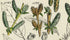 Antique Botanical Print of Wild Flowers, 1914 John Sowerby Alder, Rose Willow, White Willow, Hand-Coloured Flower Plate (1121 to 1140)