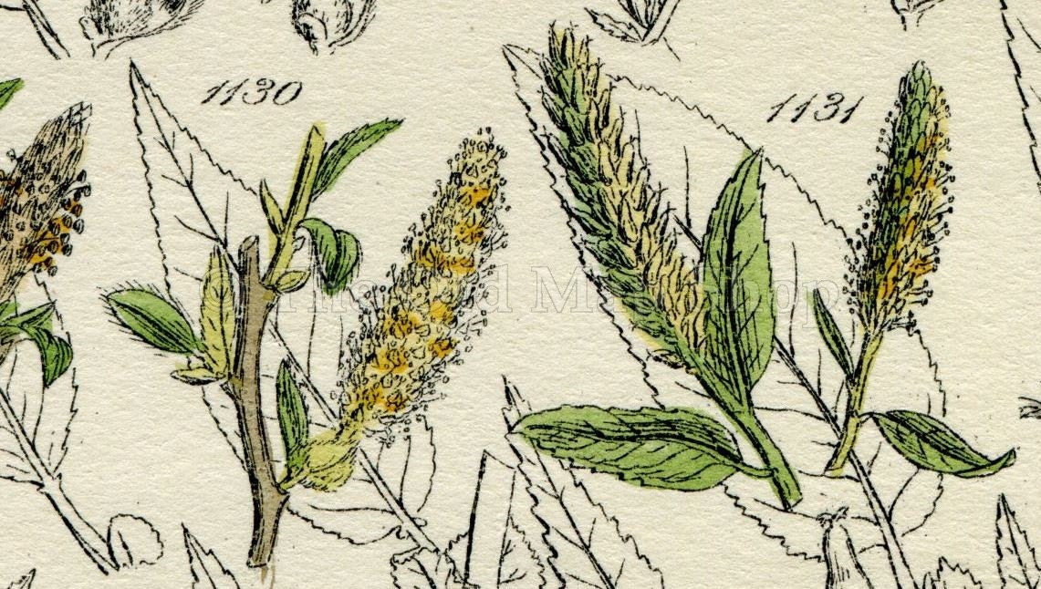 Antique Botanical Print of Wild Flowers, 1914 John Sowerby Alder, Rose Willow, White Willow, Hand-Coloured Flower Plate (1121 to 1140)