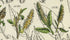 Antique Botanical Print of Wild Flowers, 1914 John Sowerby Alder, Rose Willow, White Willow, Hand-Coloured Flower Plate (1121 to 1140)