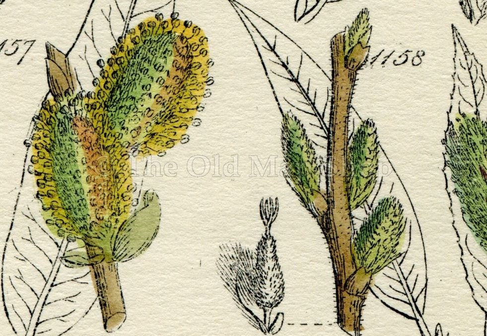 Antique Botanical Print of Wild Flowers, 1914 John Sowerby Willow, Little Tree Willow, Hand-Coloured Flower Plate (1141 to 1160)
