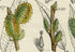 Antique Botanical Print of Wild Flowers, 1914 John Sowerby Willow, Little Tree Willow, Hand-Coloured Flower Plate (1141 to 1160)