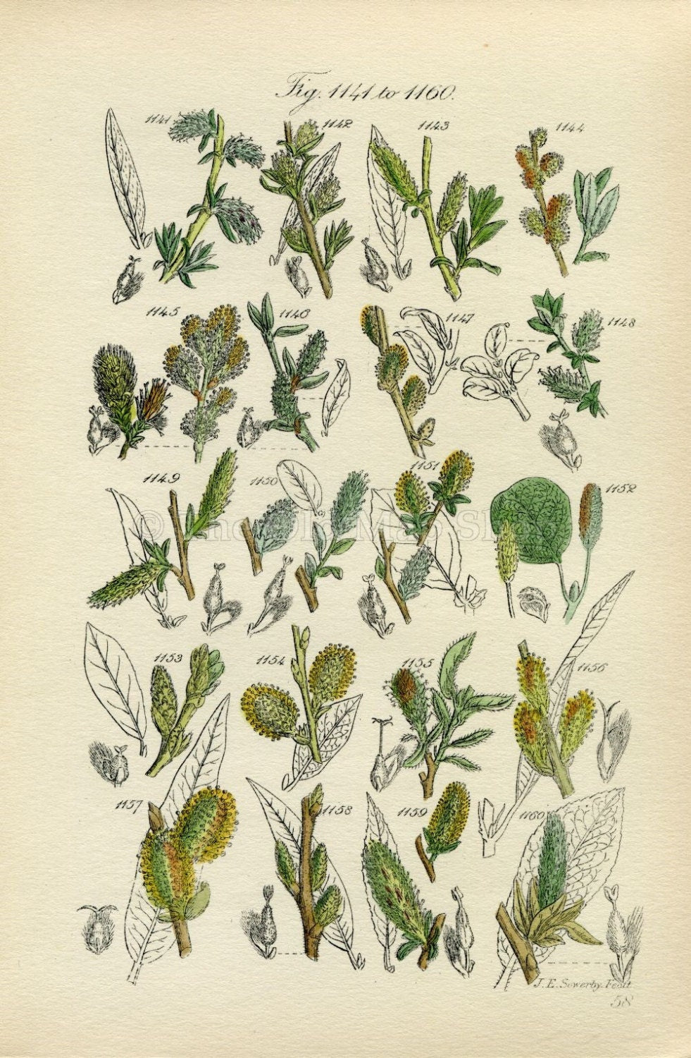 Antique Botanical Print of Wild Flowers, 1914 John Sowerby Willow, Little Tree Willow, Hand-Coloured Flower Plate (1141 to 1160)