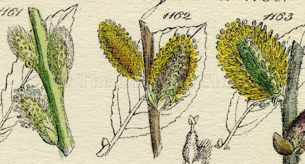 Antique Botanical Print of Wild Flowers, 1914 John Sowerby Willow, Water Swallow, Rock Willow, Hand-Coloured Flower Plate (1161 to 1180)