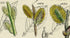 Antique Botanical Print of Wild Flowers, 1914 John Sowerby Willow, Water Swallow, Rock Willow, Hand-Coloured Flower Plate (1161 to 1180)