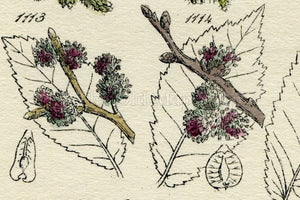 Antique Botanical Print of Wild Flowers, 1914 John Sowerby Elm, White Birch, Nettle, Starwort, Hand-Coloured Flower Plate (1101 to 1120)