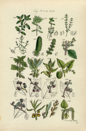 Antique Botanical Print of Wild Flowers, 1914 John Sowerby Elm, White Birch, Nettle, Starwort, Hand-Coloured Flower Plate (1101 to 1120)