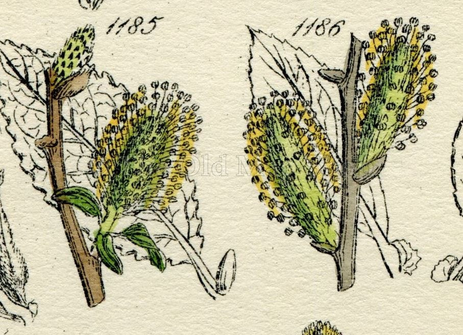 Antique Botanical Print of Wild Flowers, 1914 John Sowerby Dwarf Willow, White Poplar, Willow, Hand-Coloured Flower Plate (1181 to 1200)