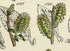 Antique Botanical Print of Wild Flowers, 1914 John Sowerby Dwarf Willow, White Poplar, Willow, Hand-Coloured Flower Plate (1181 to 1200)