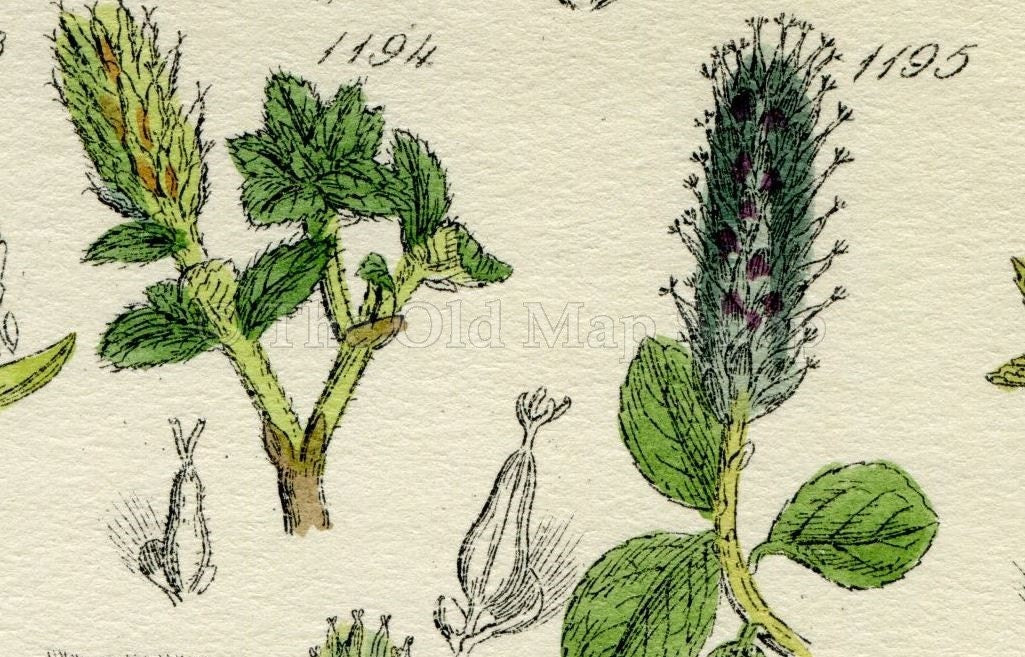 Antique Botanical Print of Wild Flowers, 1914 John Sowerby Dwarf Willow, White Poplar, Willow, Hand-Coloured Flower Plate (1181 to 1200)