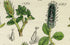 Antique Botanical Print of Wild Flowers, 1914 John Sowerby Dwarf Willow, White Poplar, Willow, Hand-Coloured Flower Plate (1181 to 1200)