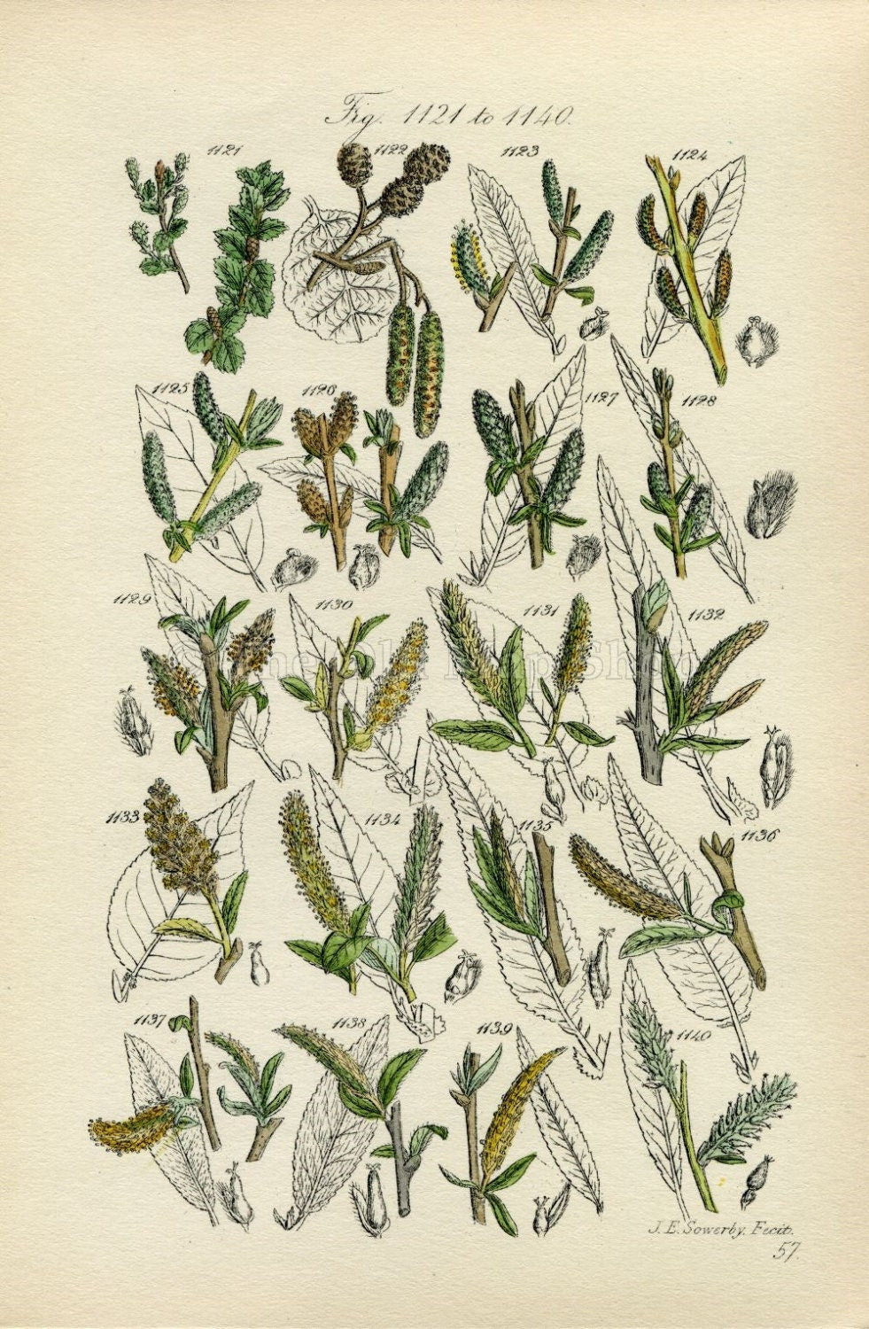 Antique Botanical Print of Wild Flowers, 1914 John Sowerby Alder, Rose Willow, White Willow, Hand-Coloured Flower Plate (1121 to 1140)