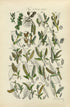 Antique Botanical Print of Wild Flowers, 1914 John Sowerby Alder, Rose Willow, White Willow, Hand-Coloured Flower Plate (1121 to 1140)