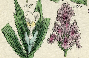 Antique Botanical Print of Wild Flowers, 1914 John Sowerby Poplar, Beech, Chestnut, Oak, Juniper Hand-Coloured Flower Plate (1201 to 1220)
