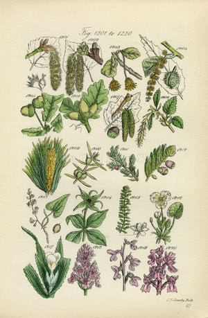 Antique Botanical Print of Wild Flowers, 1914 John Sowerby Poplar, Beech, Chestnut, Oak, Juniper Hand-Coloured Flower Plate (1201 to 1220)