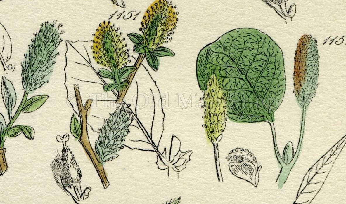 Antique Botanical Print of Wild Flowers, 1914 John Sowerby Willow, Little Tree Willow, Hand-Coloured Flower Plate (1141 to 1160)