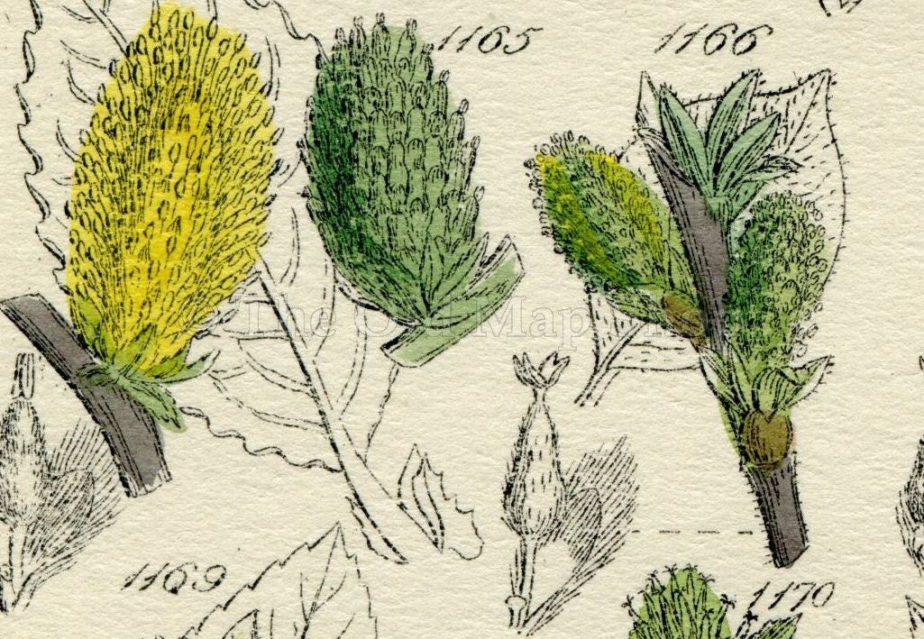 Antique Botanical Print of Wild Flowers, 1914 John Sowerby Willow, Water Swallow, Rock Willow, Hand-Coloured Flower Plate (1161 to 1180)