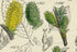 Antique Botanical Print of Wild Flowers, 1914 John Sowerby Willow, Water Swallow, Rock Willow, Hand-Coloured Flower Plate (1161 to 1180)