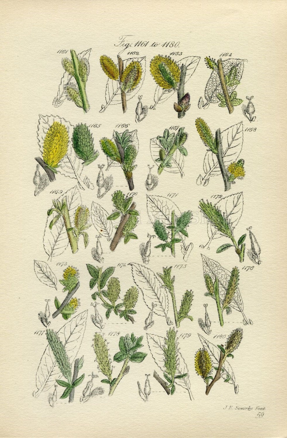 Antique Botanical Print of Wild Flowers, 1914 John Sowerby Willow, Water Swallow, Rock Willow, Hand-Coloured Flower Plate (1161 to 1180)