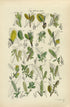 Antique Botanical Print of Wild Flowers, 1914 John Sowerby Willow, Water Swallow, Rock Willow, Hand-Coloured Flower Plate (1161 to 1180)