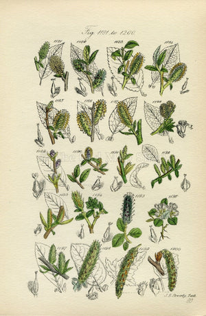 Antique Botanical Print of Wild Flowers, 1914 John Sowerby Dwarf Willow, White Poplar, Willow, Hand-Coloured Flower Plate (1181 to 1200)