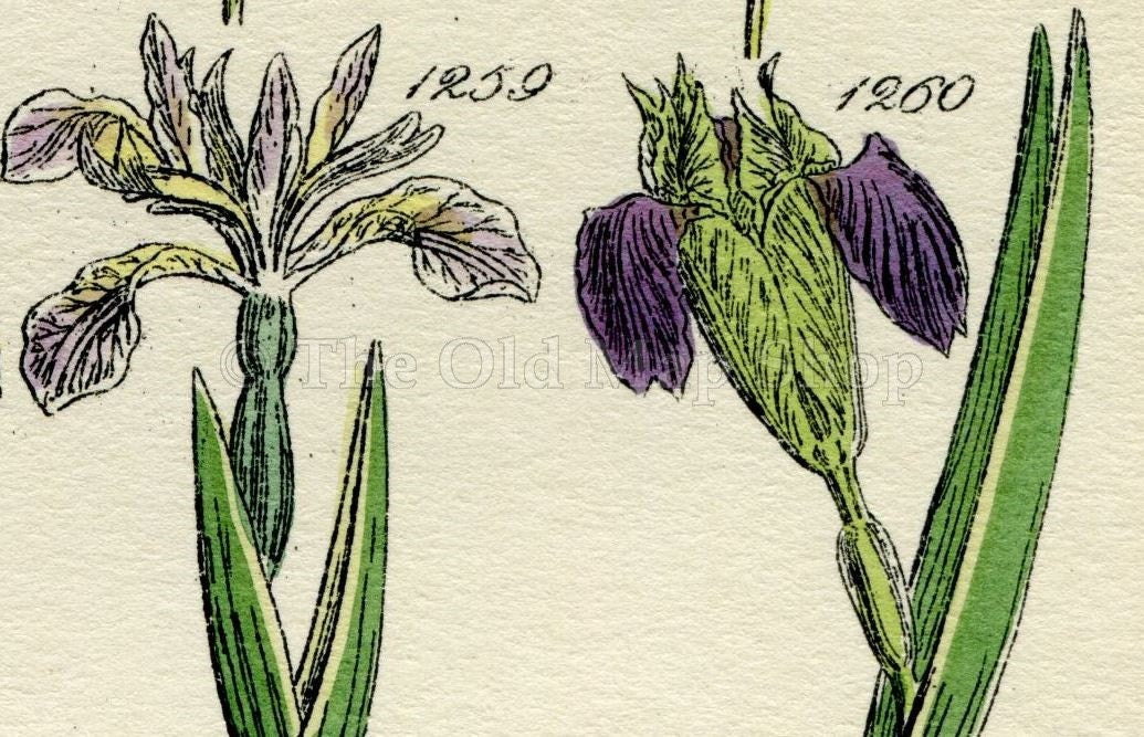 Antique Botanical Print of Wild Flowers, 1914 John Sowerby Bog Orchis, Orchid, Iris, Ladys Slipper Hand-Coloured Flower Plate (1241 to 1260)