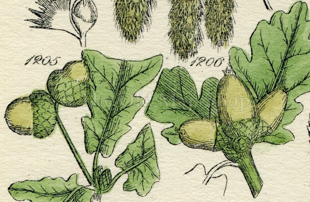 Antique Botanical Print of Wild Flowers, 1914 John Sowerby Poplar, Beech, Chestnut, Oak, Juniper Hand-Coloured Flower Plate (1201 to 1220)