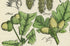 Antique Botanical Print of Wild Flowers, 1914 John Sowerby Poplar, Beech, Chestnut, Oak, Juniper Hand-Coloured Flower Plate (1201 to 1220)