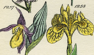 Antique Botanical Print of Wild Flowers, 1914 John Sowerby Bog Orchis, Orchid, Iris, Ladys Slipper Hand-Coloured Flower Plate (1241 to 1260)