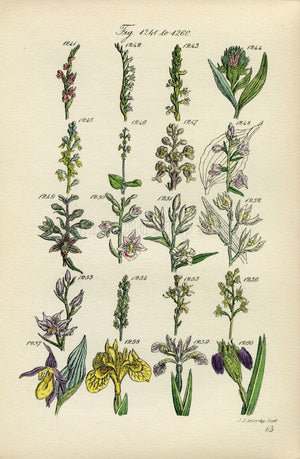Antique Botanical Print of Wild Flowers, 1914 John Sowerby Bog Orchis, Orchid, Iris, Ladys Slipper Hand-Coloured Flower Plate (1241 to 1260)