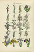 Antique Botanical Print of Wild Flowers, 1914 John Sowerby Bog Orchis, Orchid, Iris, Ladys Slipper Hand-Coloured Flower Plate (1241 to 1260)