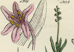 Antique Botanical Print of Wild Flowers, 1914 John Sowerby Common Rush, Meadow Saffron, Hand-Coloured Flower Plate (1301 to 1320)