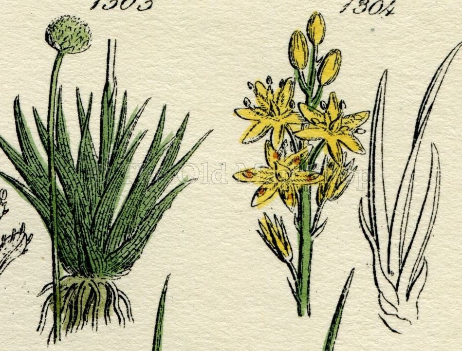 Antique Botanical Print of Wild Flowers, 1914 John Sowerby Common Rush, Meadow Saffron, Hand-Coloured Flower Plate (1301 to 1320)
