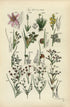 Antique Botanical Print of Wild Flowers, 1914 John Sowerby Common Rush, Meadow Saffron, Hand-Coloured Flower Plate (1301 to 1320)