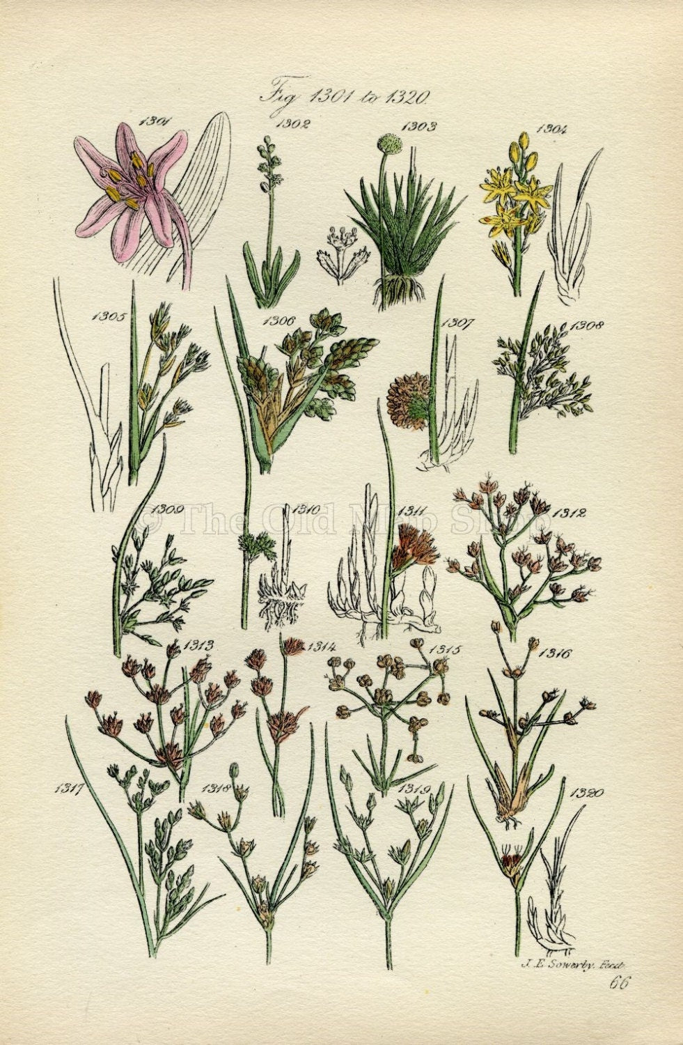 Antique Botanical Print of Wild Flowers, 1914 John Sowerby Common