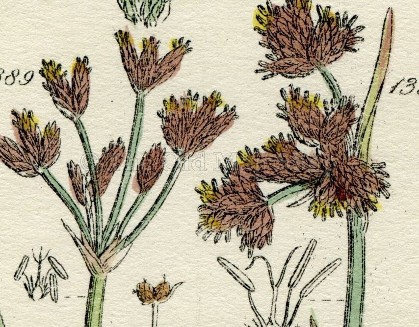 Antique Botanical Print of Wild Flowers, 1914 John Sowerby Water Rush, Cotton Grass, Hand-Coloured Flower Plate (1381 to 1400)