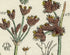 Antique Botanical Print of Wild Flowers, 1914 John Sowerby Water Rush, Cotton Grass, Hand-Coloured Flower Plate (1381 to 1400)