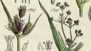 Antique Botanical Print of Wild Flowers, 1914 John Sowerby Water Rush, Cotton Grass, Hand-Coloured Flower Plate (1381 to 1400)
