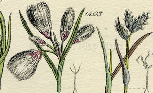 Antique Botanical Print of Wild Flowers, 1914 John Sowerby Cotton Grass, White Sedge, Hand-Coloured Flower Plate (1401 to 1420)