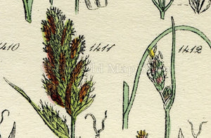 Antique Botanical Print of Wild Flowers, 1914 John Sowerby Cotton Grass, White Sedge, Hand-Coloured Flower Plate (1401 to 1420)
