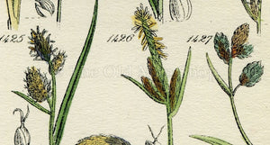 Antique Botanical Print of Wild Flowers, 1914 John Sowerby Rock Sedge, Bog Sedge, Hand-Coloured Flower Plate (1421 to 1440)