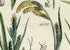 Antique Botanical Print of Wild Flowers, 1914 John Sowerby Rock Sedge, Bog Sedge, Hand-Coloured Flower Plate (1421 to 1440)