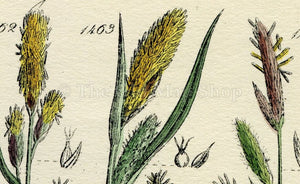 Antique Botanical Print of Wild Flowers, 1914 John Sowerby River Sedge, Fox Tail Grass, Hand-Coloured Flower Plate (1461 to 1480)