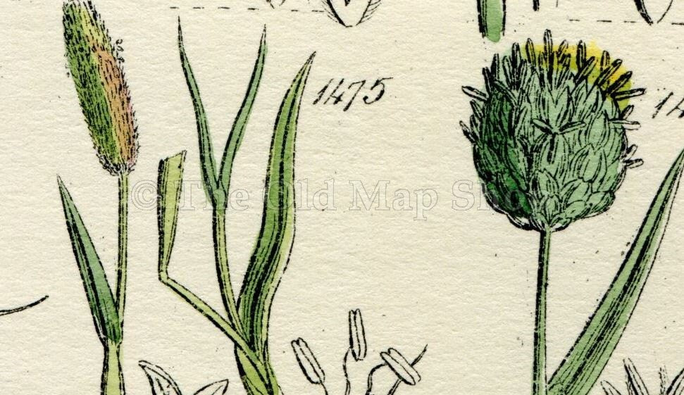 Antique Botanical Print of Wild Flowers, 1914 John Sowerby River Sedge, Fox Tail Grass, Hand-Coloured Flower Plate (1461 to 1480)